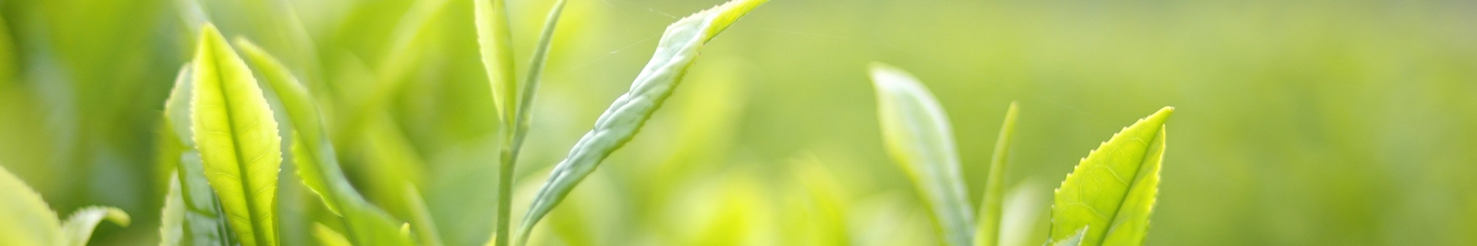 地域計画(写真:お茶の新芽)